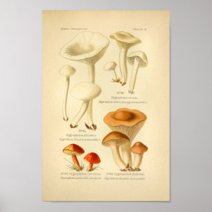 Vintage Red Brown Mushrooms Art Print French