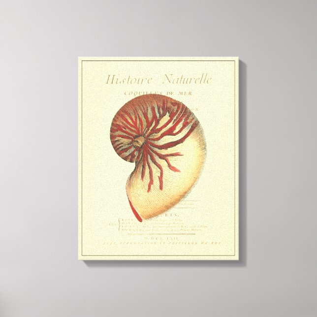 Vintage Red Conch Shell Canvas Print (Front)
