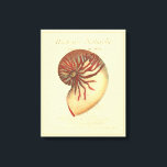 Vintage Red Conch Shell Canvas Print<br><div class="desc">In this vivid image, you can see in vintage natural and unique style of the red Conch shell up close. This unique type of art has black and red shading to accent the spiralling of this conch shell. Get this conch shell with an sepia background on your product today.</div>