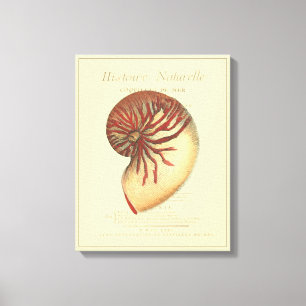 Vintage Red Conch Shell Canvas Print