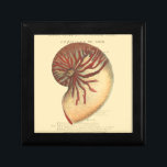 Vintage Red Conch Shell Gift Box<br><div class="desc">In this vivid image,  you can see in vintage natural and unique style of the red Conch shell up close. This unique type of art has black and red shading to accent the spiralling of this conch shell. Get this conch shell with an sepia background on your product today.</div>