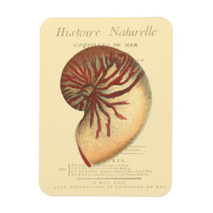 Vintage Red Conch Shell Magnet