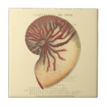 Vintage Red Conch Shell Tile<br><div class="desc">In this vivid image, you can see in vintage natural and unique style of the red Conch shell up close. This unique type of art has black and red shading to accent the spiralling of this conch shell. Get this conch shell with an sepia background on your product today.</div>