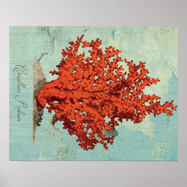 Vintage Red Coral Illustration Poster (Front)