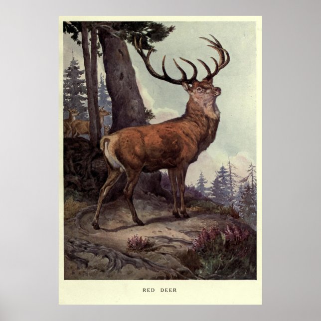 Vintage Red Deer Painting (1909) Poster (Front)