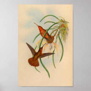 Vintage Red Hummingbird Print Flower