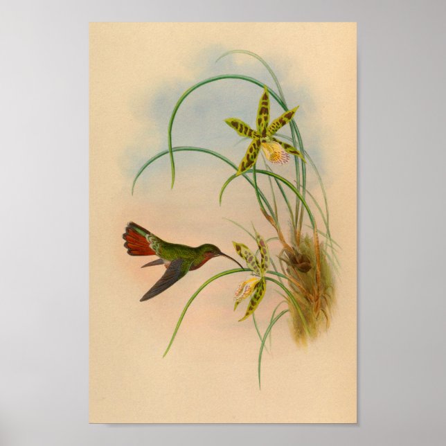 Vintage Red Hummingbird Print Yellow Flower (Front)