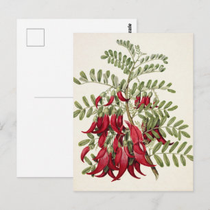 Vintage Red Kaka Beak Flower Botanical Art Postcard