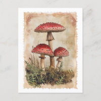 Vintage Red Mushroom Postcard