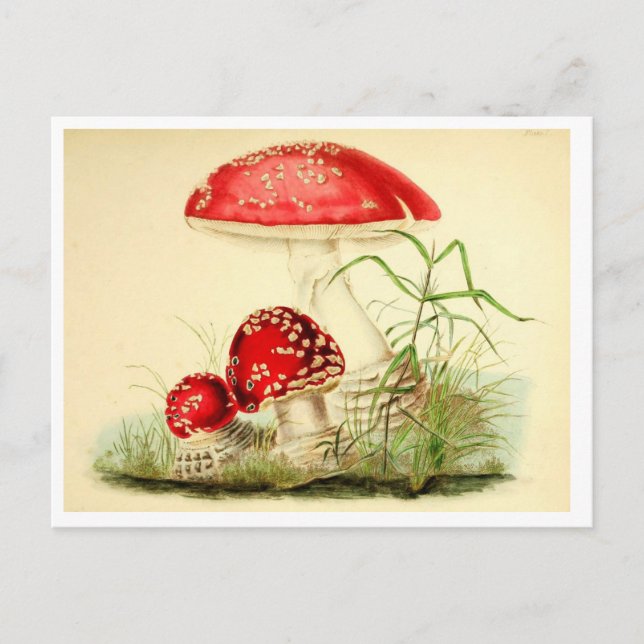 Vintage Red Mushroom / Toadstool Postcard (Front)