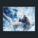 Vintage Red Panda In The Snow  Holiday Postcard<br><div class="desc">Vintage Red Panda In The Snow Holiday Postcard</div>