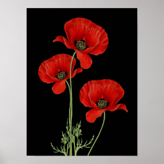 Vintage Red Poppies Botanical Print (Front)