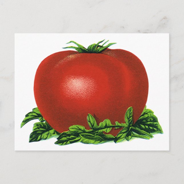 Vintage Red Ripe Tomato, Vegetables and Fruits Postcard (Front)