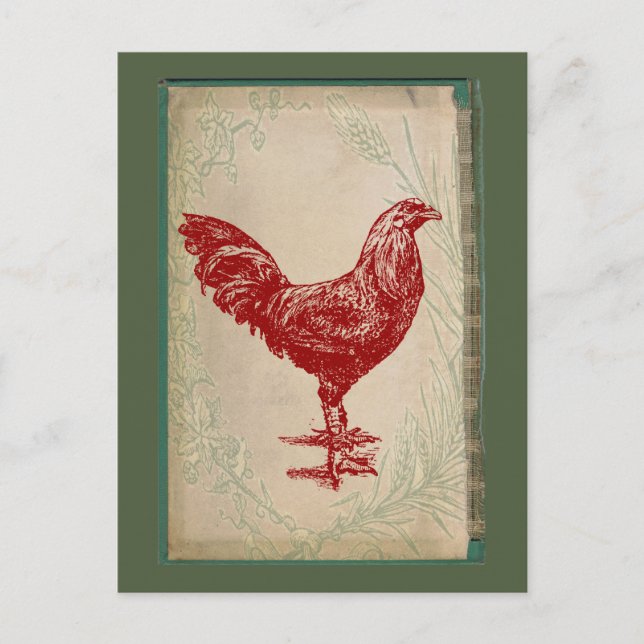 Vintage Red Rooster Shabby Chic Grunge Chicken Postcard (Front)
