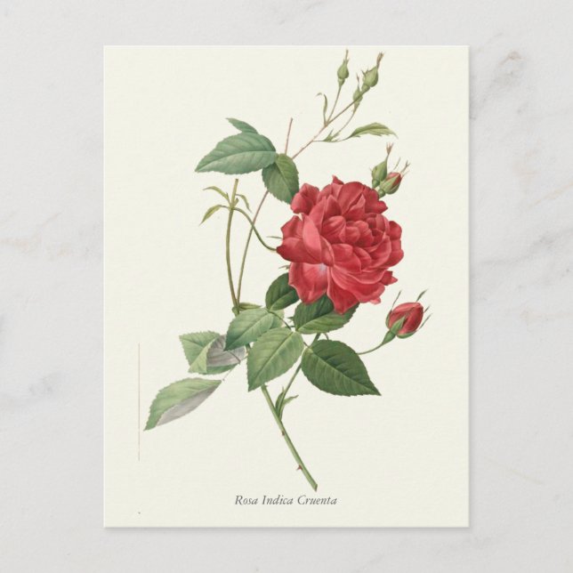 Vintage Red Rose Botanical Print Postcard (Front)