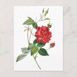 Vintage red rose floral postcard