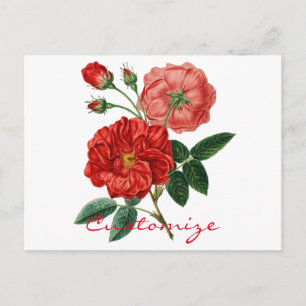 Vintage Red Rose Illustration Thunder_Cove Postcard