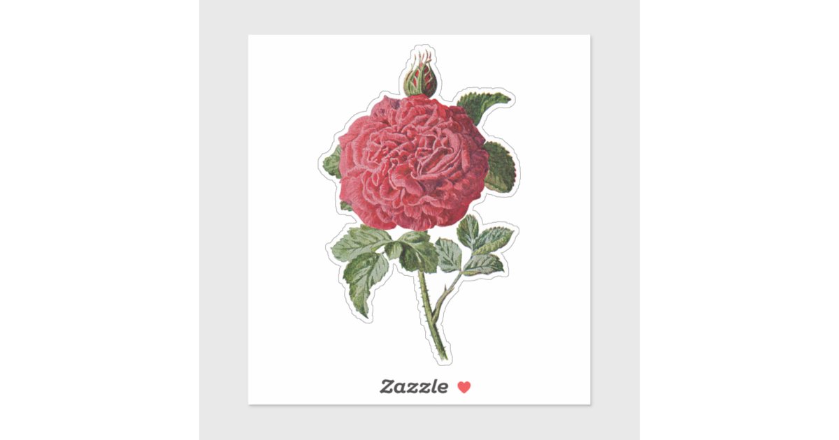 VINTAGE RED ROSE TRANSPARENT STICKER | Zazzle