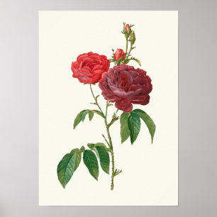 Vintage Red Roses Botanical Print