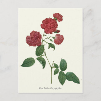 Vintage Red Roses Botanical Print Postcard