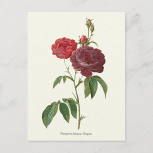 Vintage Red Roses Botanical Print Postcard