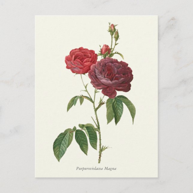 Vintage Red Roses Botanical Print Postcard (Front)