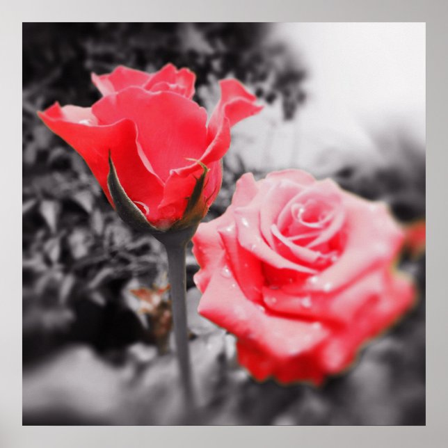 Vintage Red Roses Poster (Front)