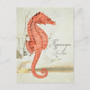 Vintage Red Sea Horse Postcard