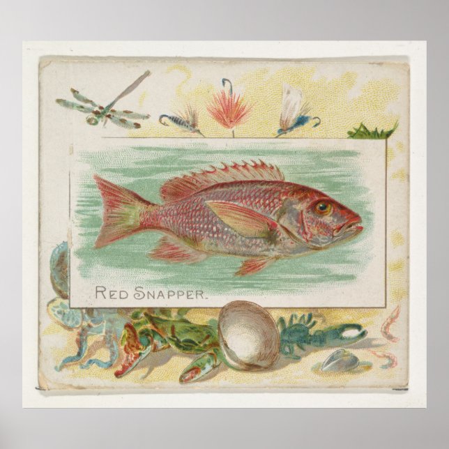Vintage Red Snapper Fish Illustration (1889) Poster (Front)