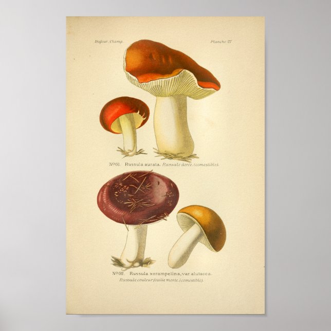 Vintage Red Yellow Mushrooms Art Print French (Front)