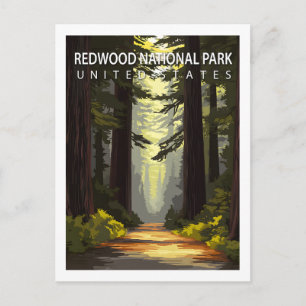 Vintage Redwood National Park Hiking Forest Postcard