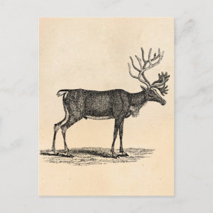 Vintage Reindeer Illustration - 1800's Christmas Holiday Postcard