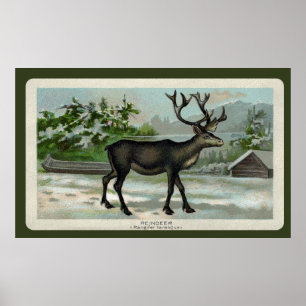 Vintage Reindeer Print