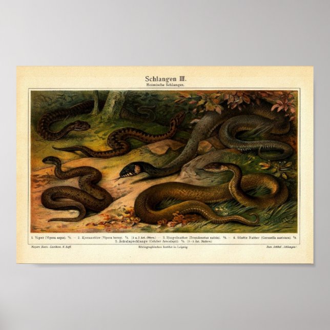 Vintage Reptiles Illustration Poster (Front)