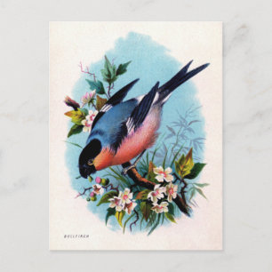 Vintage Retro Bird on Branch Postcard