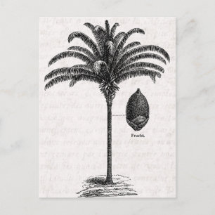 Vintage Retro Brazilian Palm Tree Palms Postcard