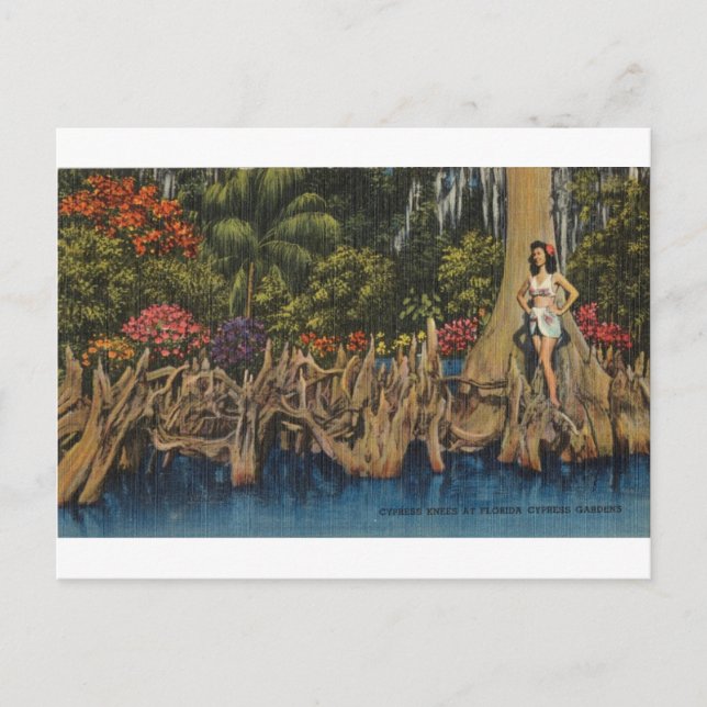 Vintage Retro Florida Cypress Gardens Postcard (Front)