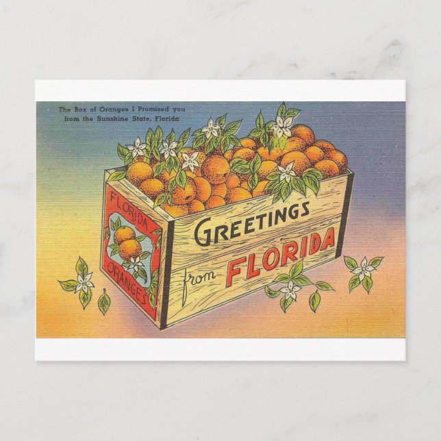 Vintage Retro Florida Oranges Postcard (Front)