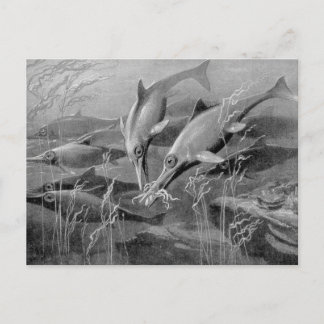 Vintage retro ichthyosaur black and white picture postcard