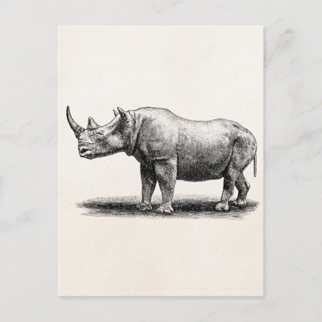 Vintage Rhinoceros Illustration Rhino Rhinos Postcard (Front)