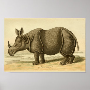 Vintage Rhinoceros Natural History Print