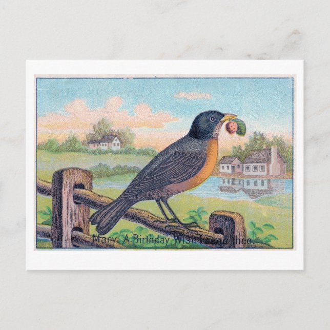 Vintage Robin Birthday Postcard (Front)