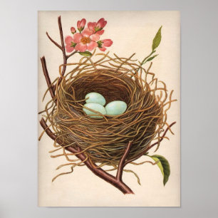 Vintage Robin's Egg Nest on Flowering Tree Branch Poster