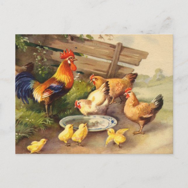 Vintage Rooster hens and chicks Country postcard (Front)