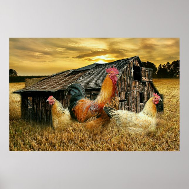 Vintage Rooster Hens Rustic Barn Coop Poster (Front)