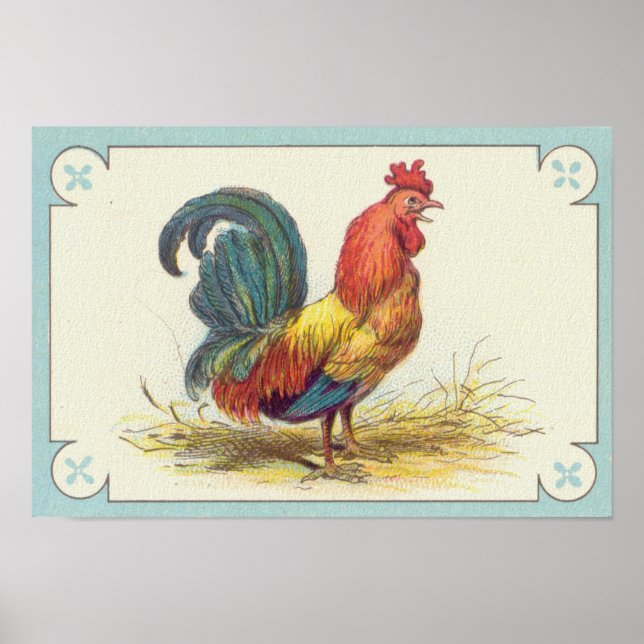 Vintage Rooster Print (Front)