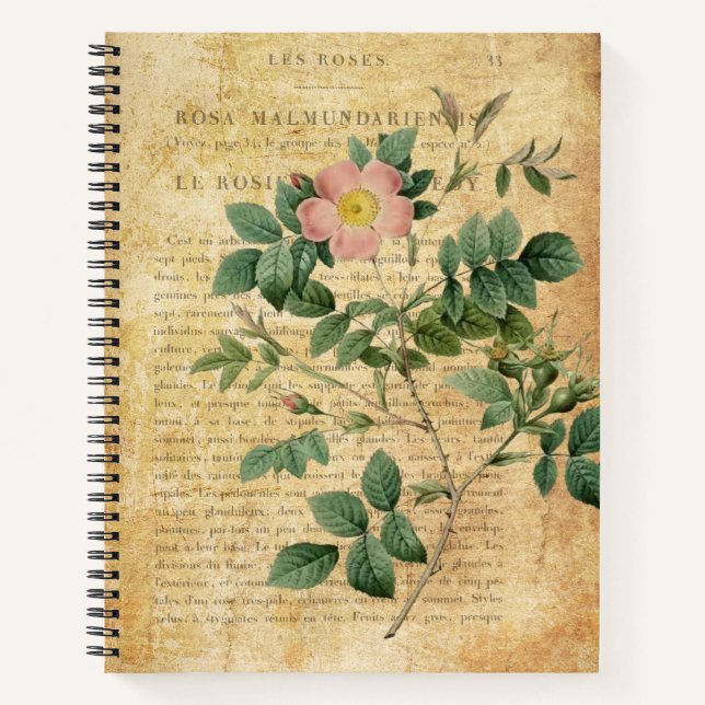Vintage Rosa malmundariensis Notebook (Front)