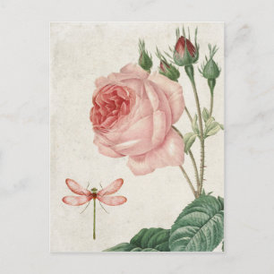 Vintage Rose and Dragonfly Postcard