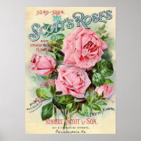 Vintage Rose Flower Catalogue Cover Illustration