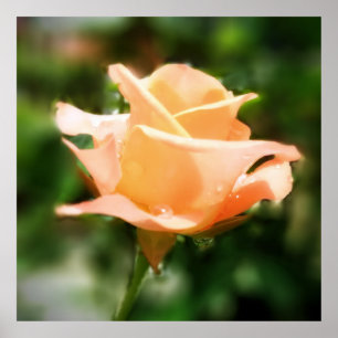 Vintage Rose Flower Poster